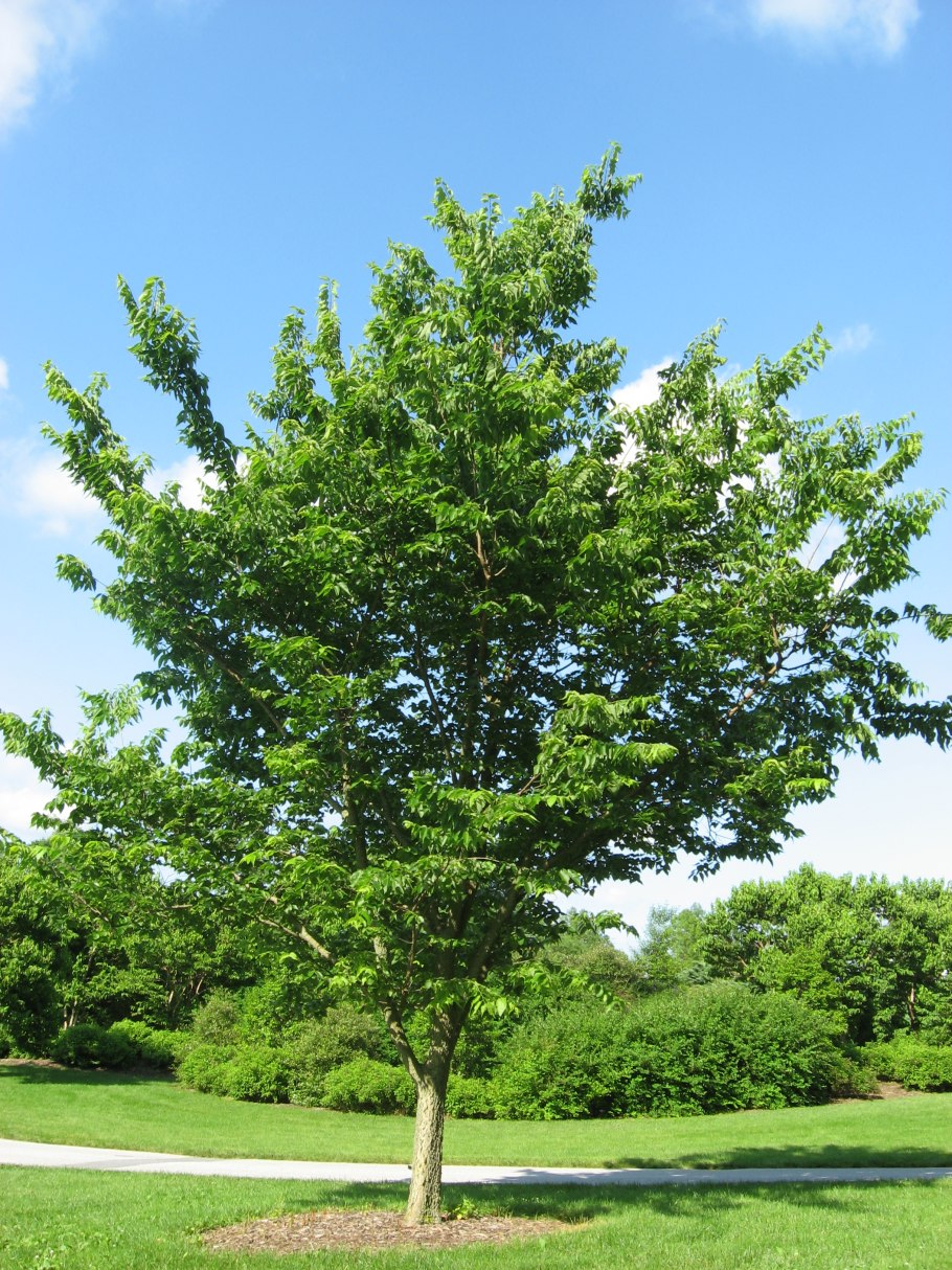 Celtis occidentalis l. каркас Западный