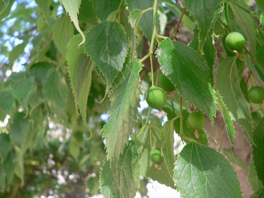 Celtis Australis описание