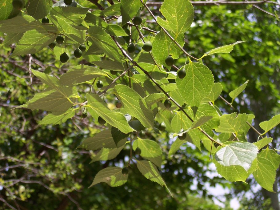Celtis occidentalis