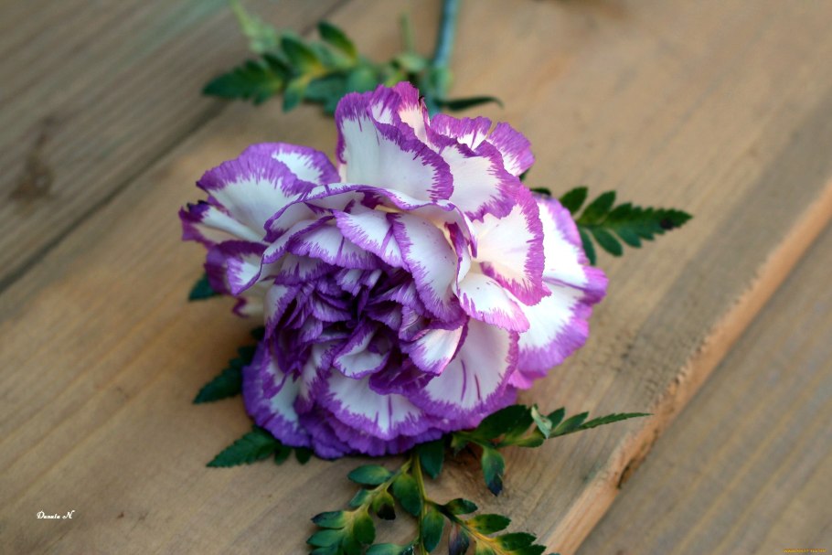 Цветы турецкая гвоздика