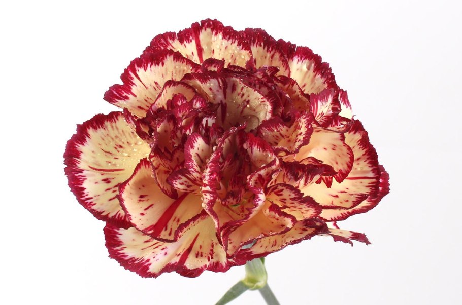 Гвоздика китайская Стравберри