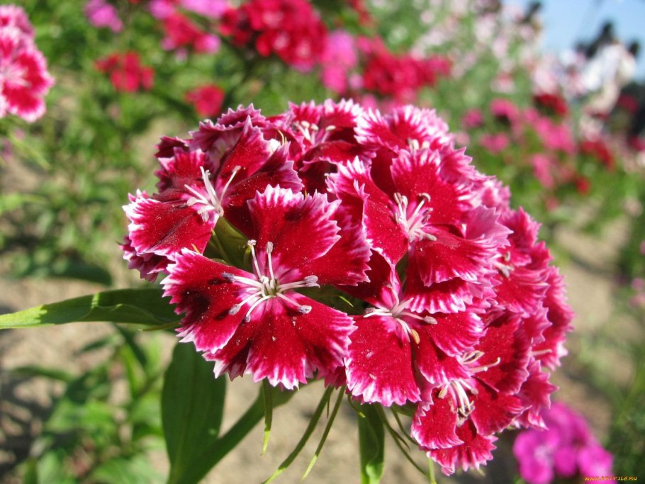 Гвоздика Dianthus Oscar