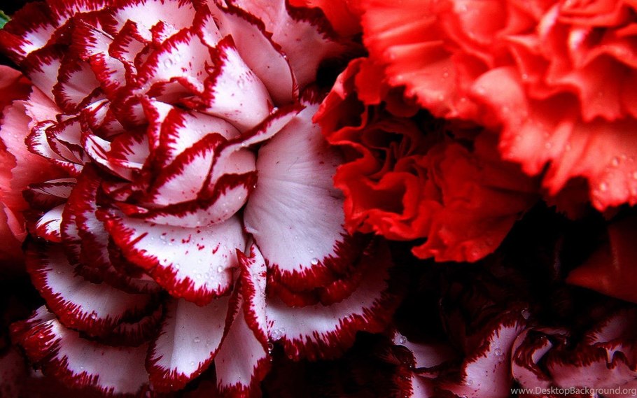 Гвоздика Кэнди