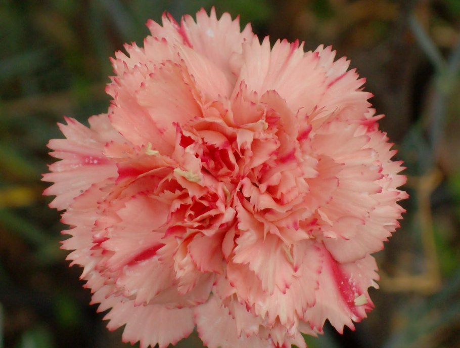 Гвоздика турецкая свитвилиам