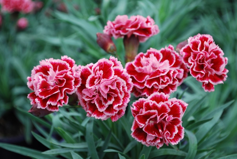 Гвоздика турецкая (Dianthus barbatus)
