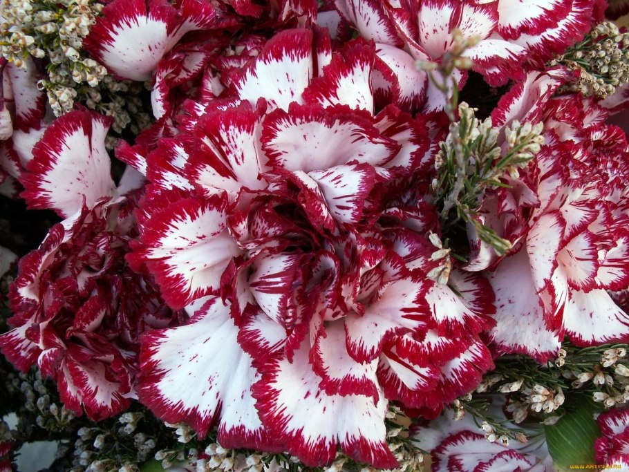 Гвоздика красивая