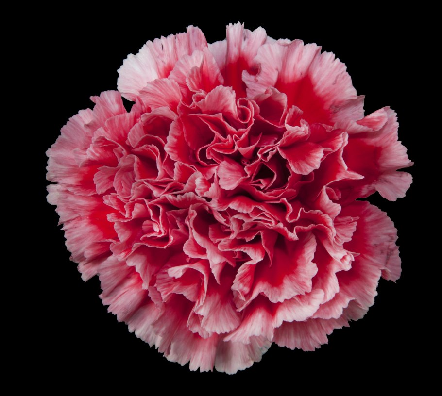 Гвоздика Dianthus