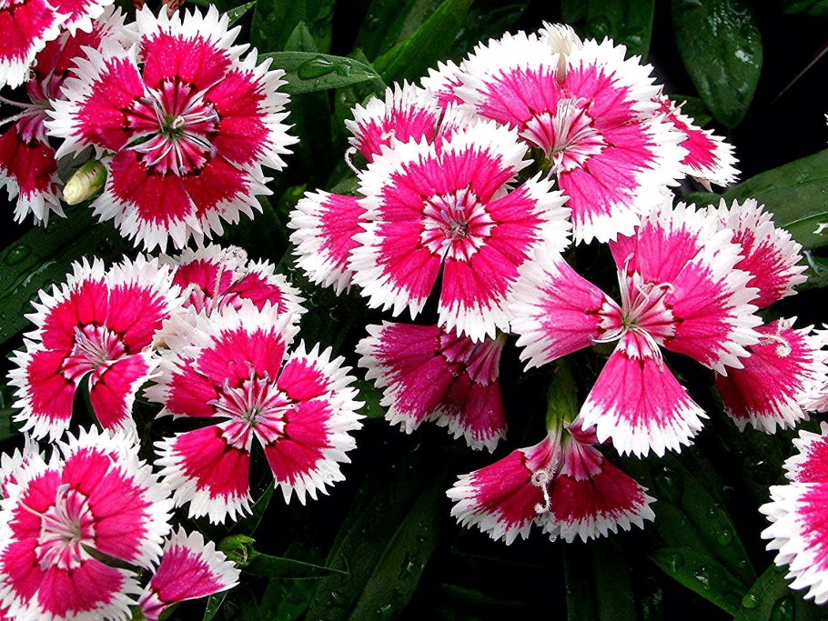 Dianthus chinensis гвоздика китайская