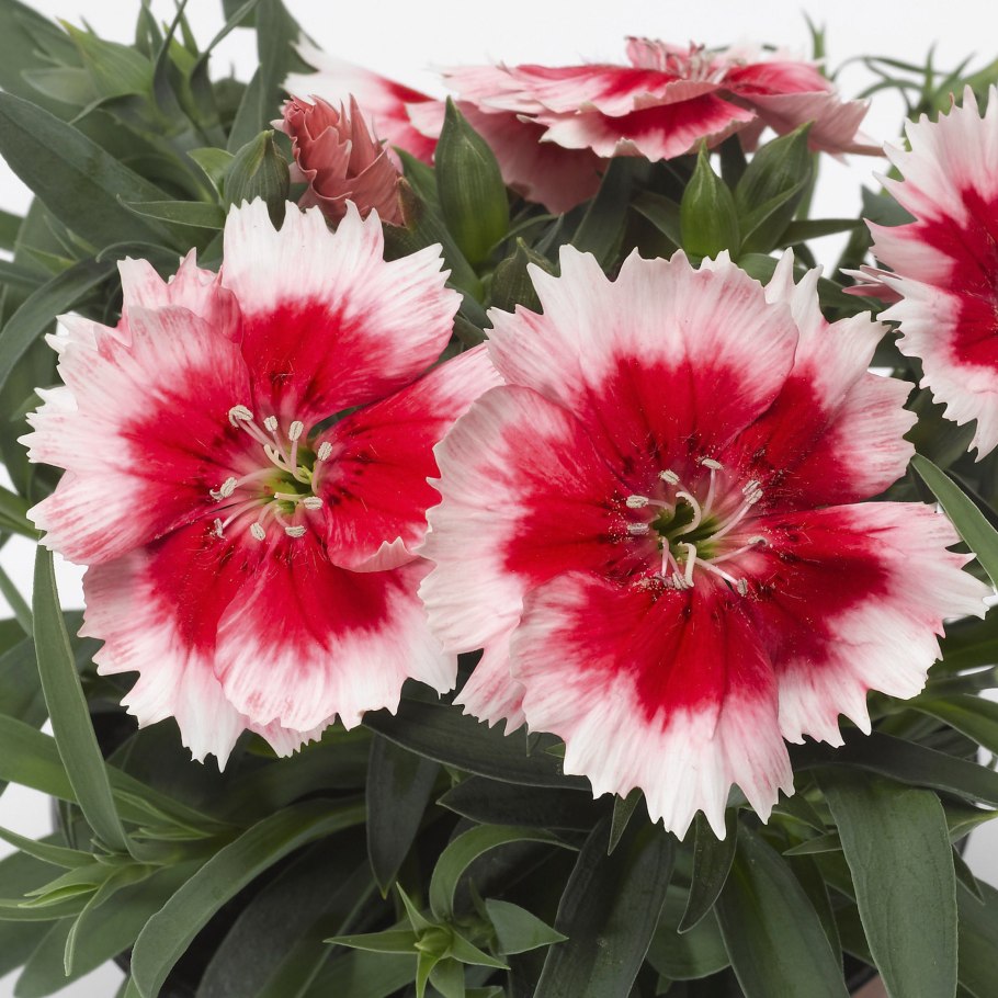 Dianthus chinensis гвоздика китайская