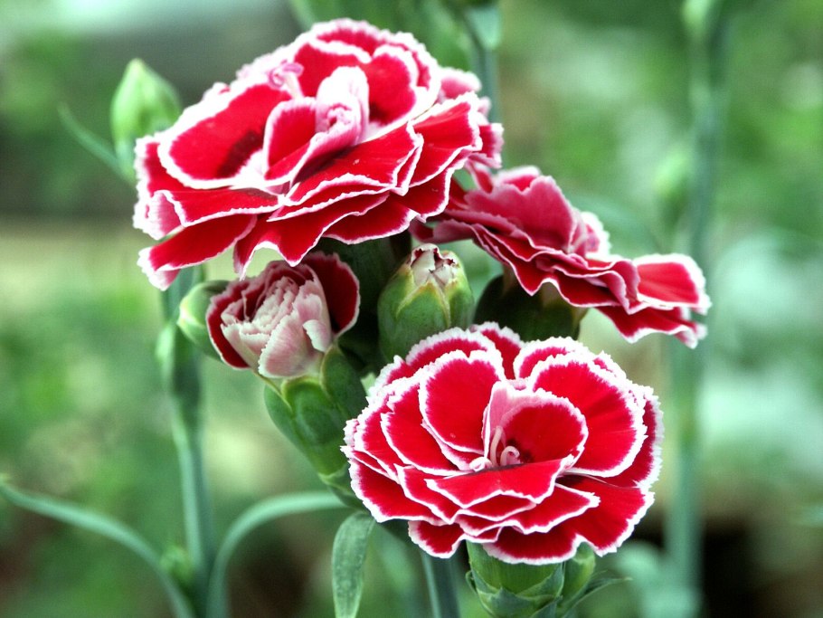 Гвоздика садовая шабо