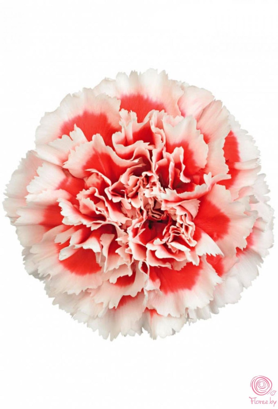 Гвоздика одноголовая