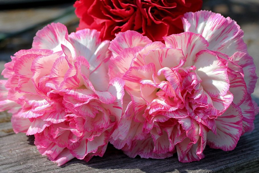 Гвоздика Диантус Мунлайт