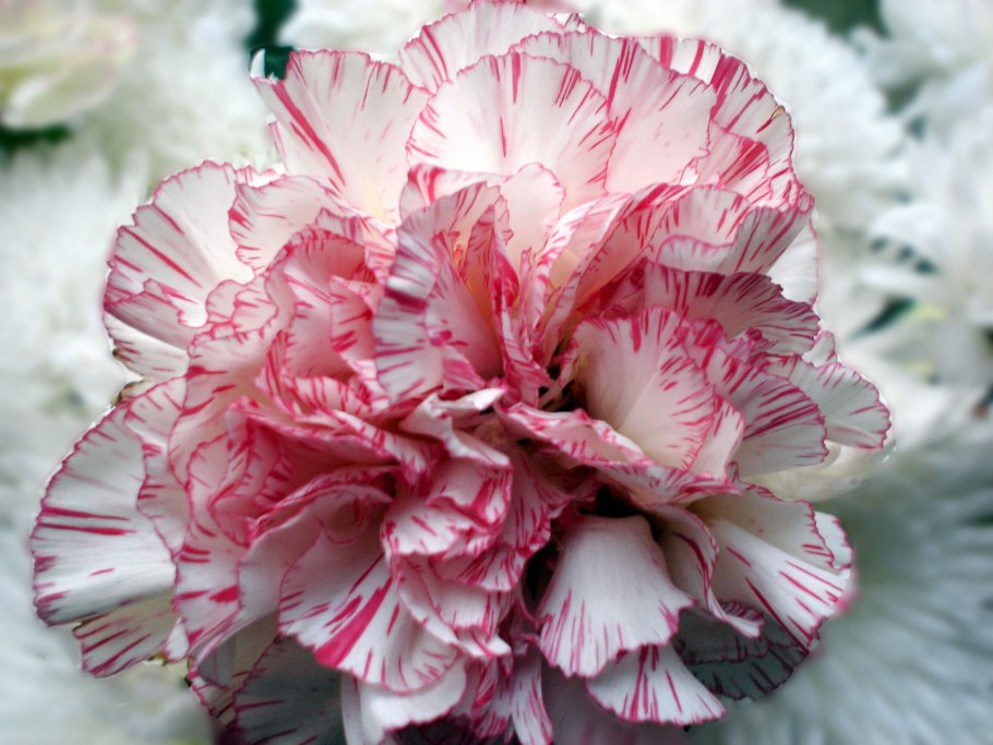 Гвоздика шабо шампань