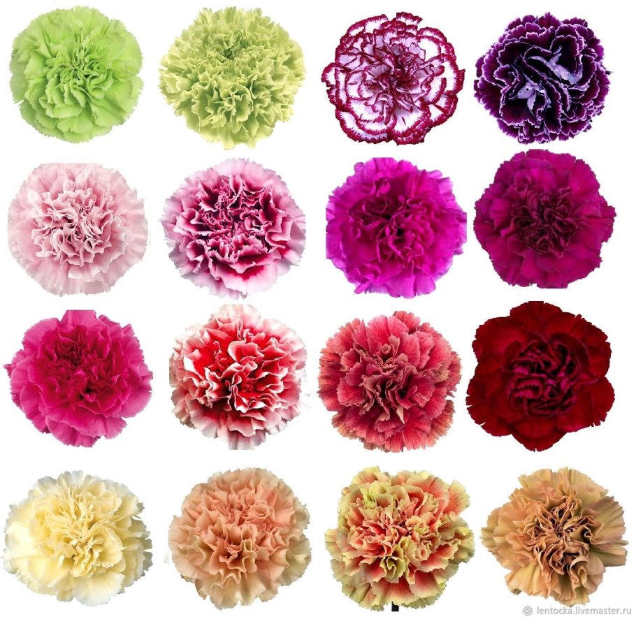 Гвоздика диантус микс