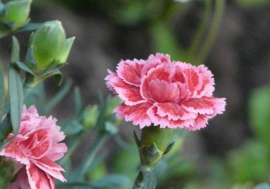 Гвоздика ремонтантная Родина