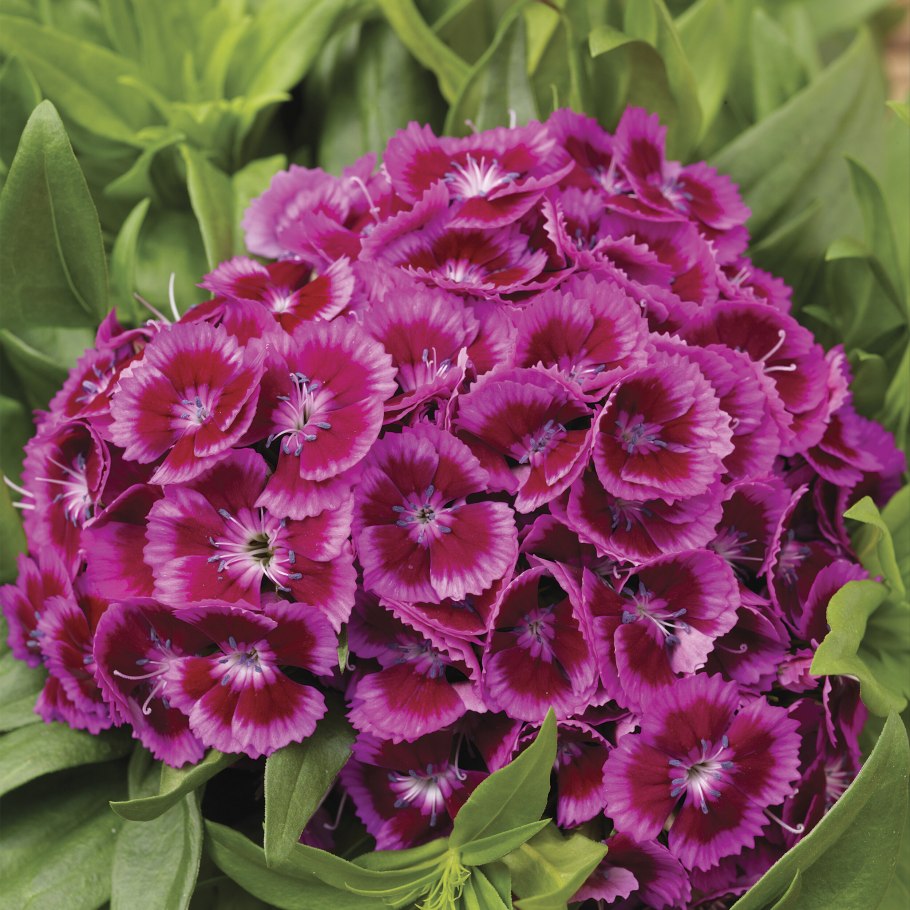 Гвоздика бородатая - dianthus barbatus