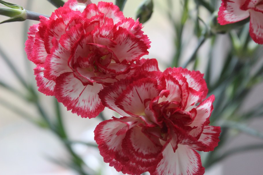 Гвоздика перистая ine