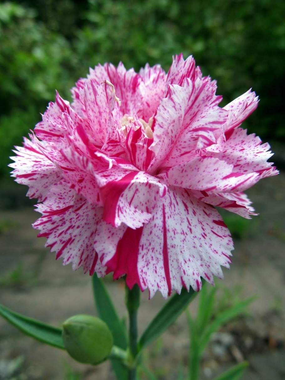 Dianthus caryophyllus