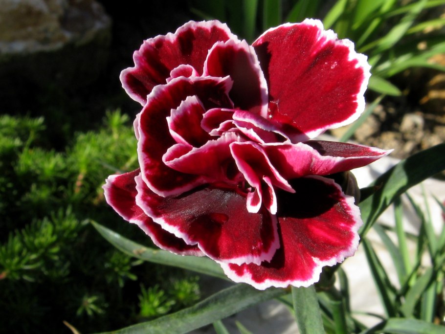 Диантус Мунлайт