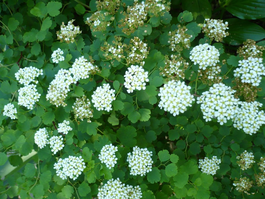 Спирея trilobata