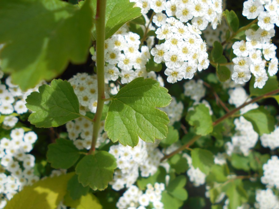 Spiraea trilobata