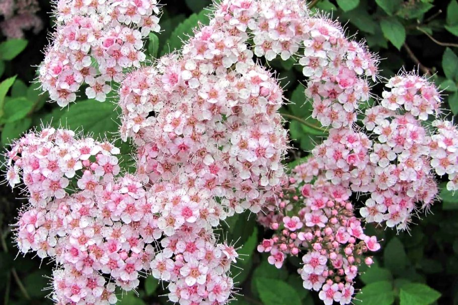 Спирея крапиволистная