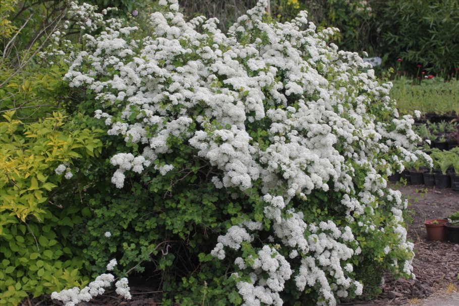 Спирея trilobata