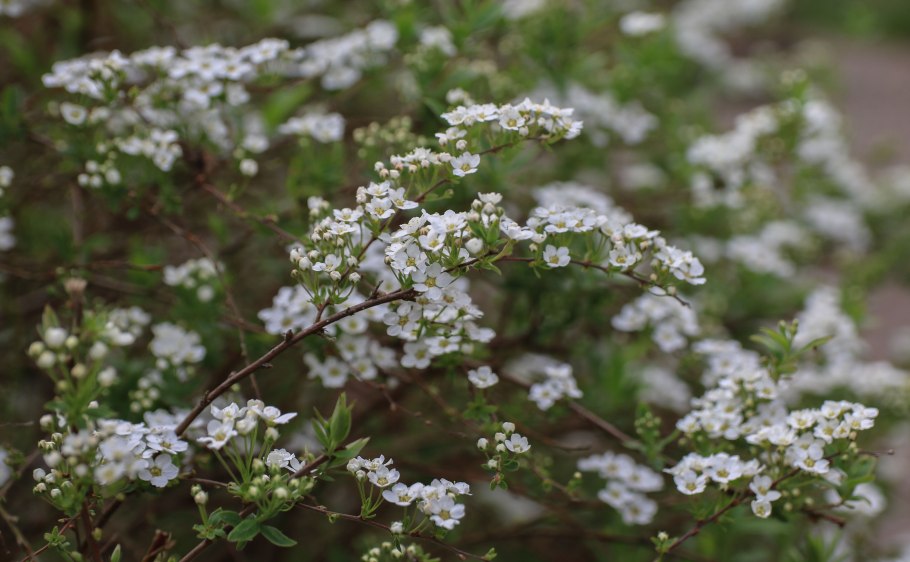 Спирея войлочная