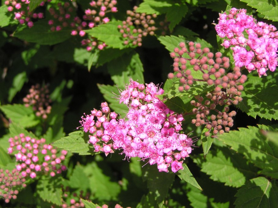 Спирея саржента