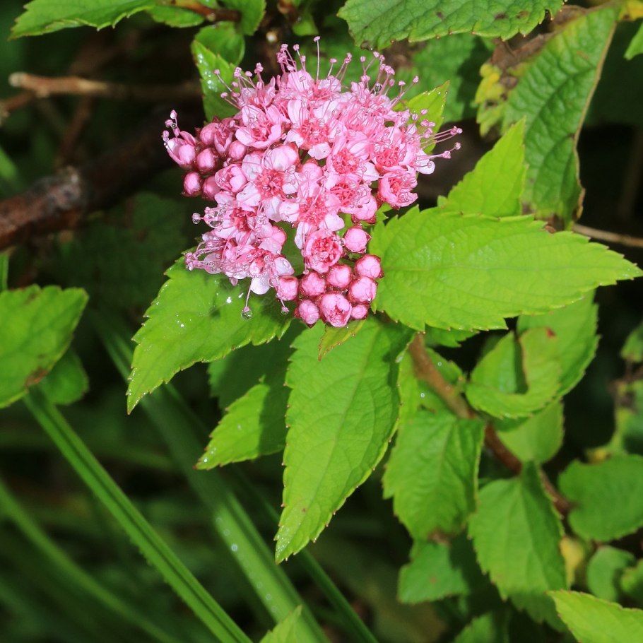 Спирея odensala