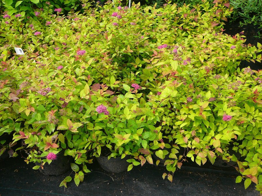 Спирея японская краснолистная