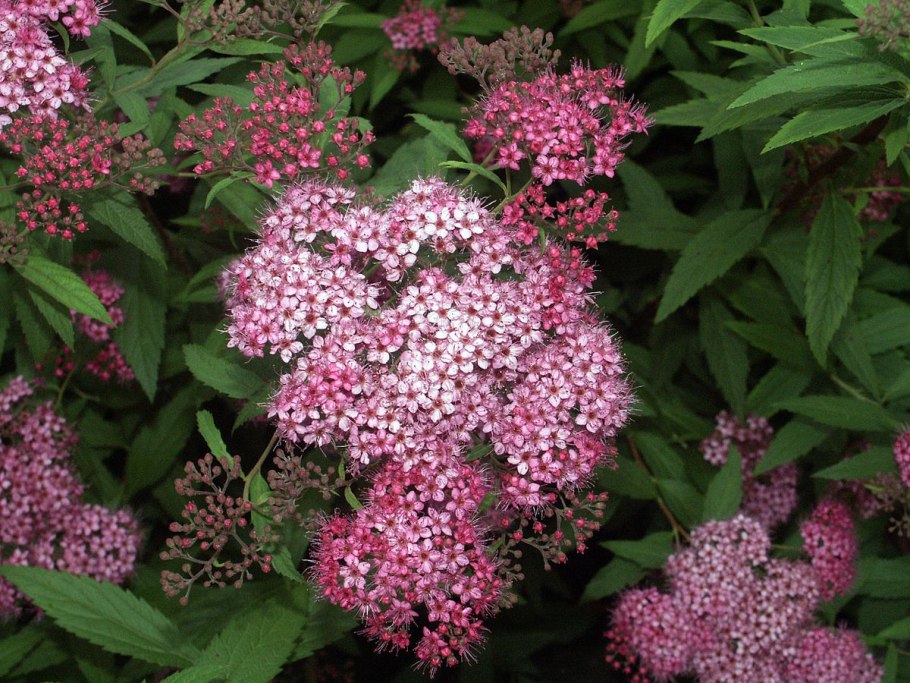 Спирея японская фробеля