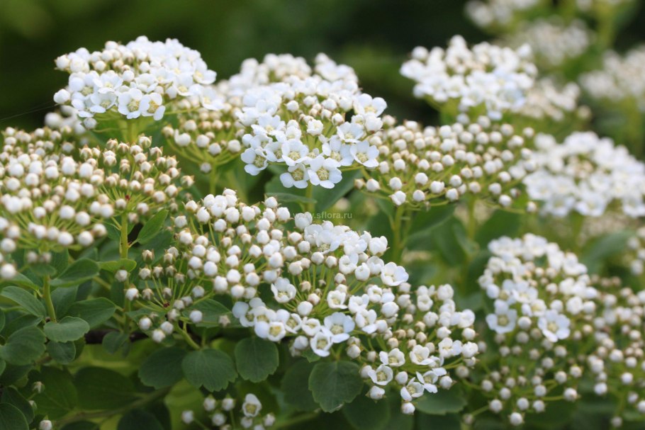 Спирея трехлопастная