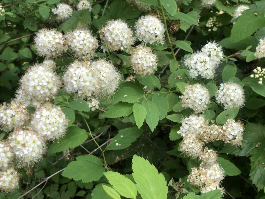 Спирея крупным планом