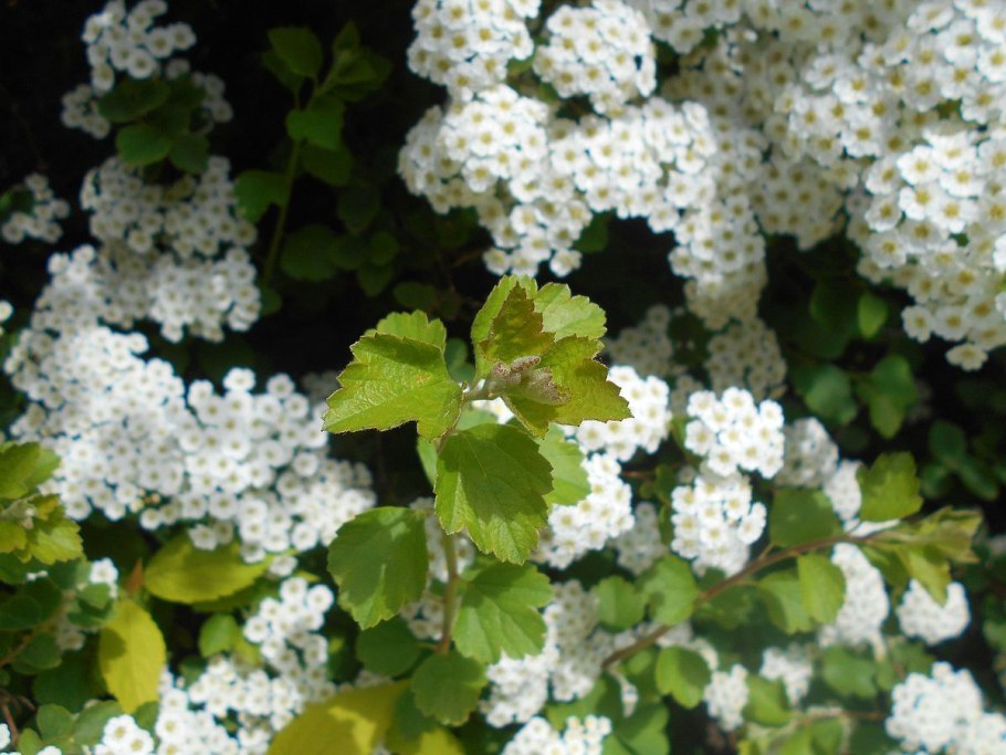 Спирея Трилобата фото