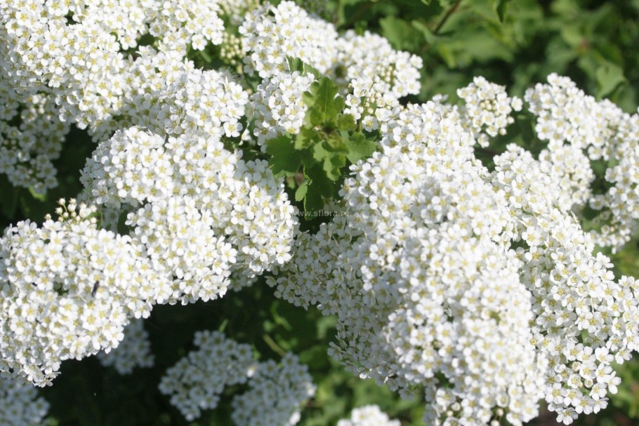 Спирея Вангутта цветок