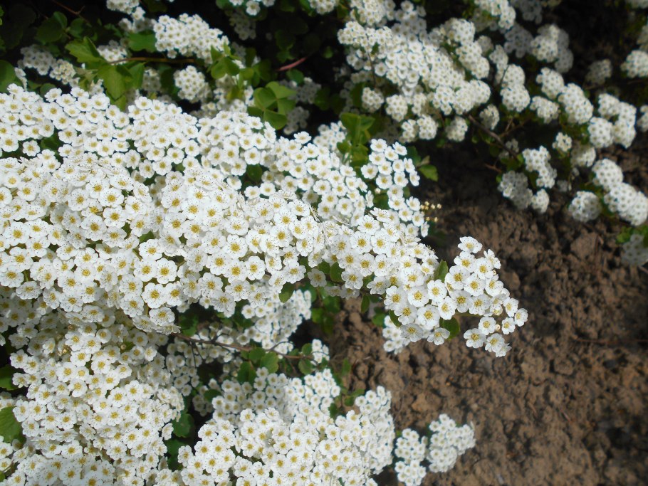 Спирея трёхлопастная Spiraea trilobata