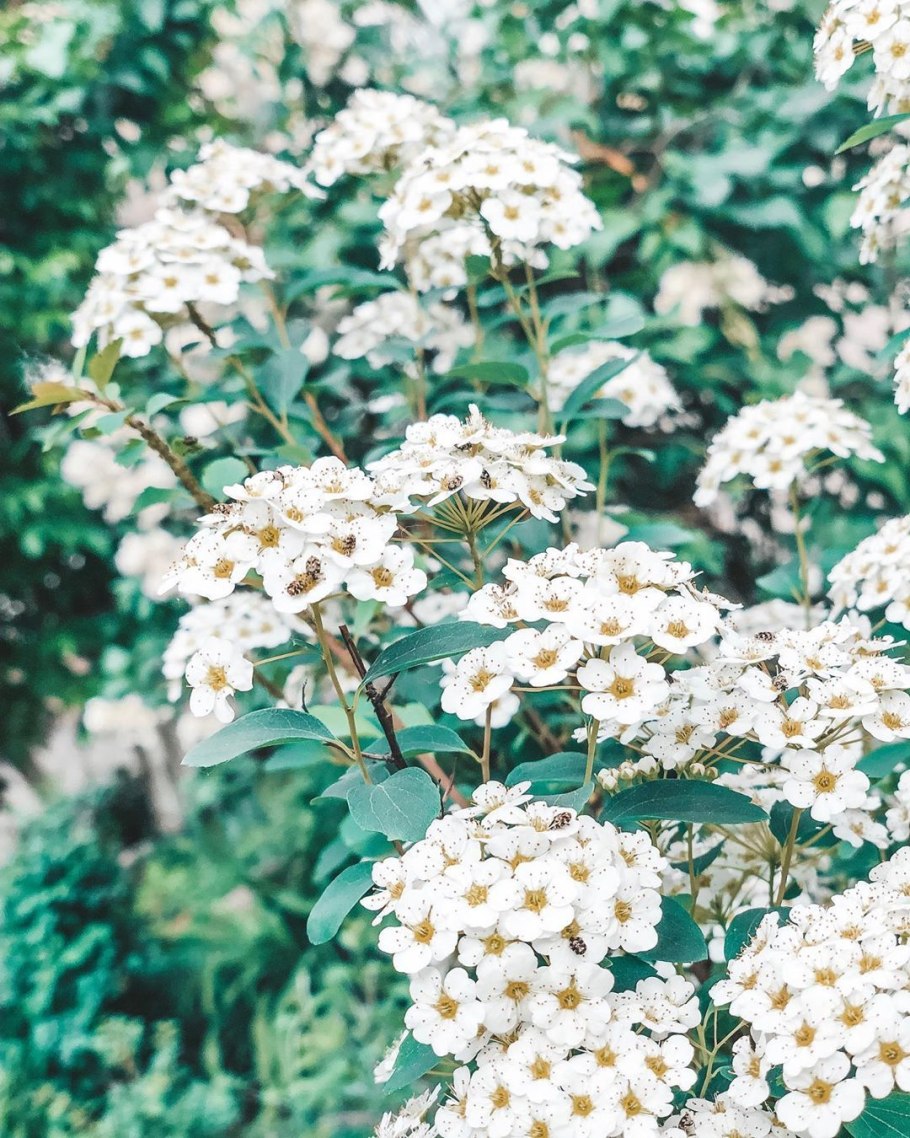 Спирея вангутта