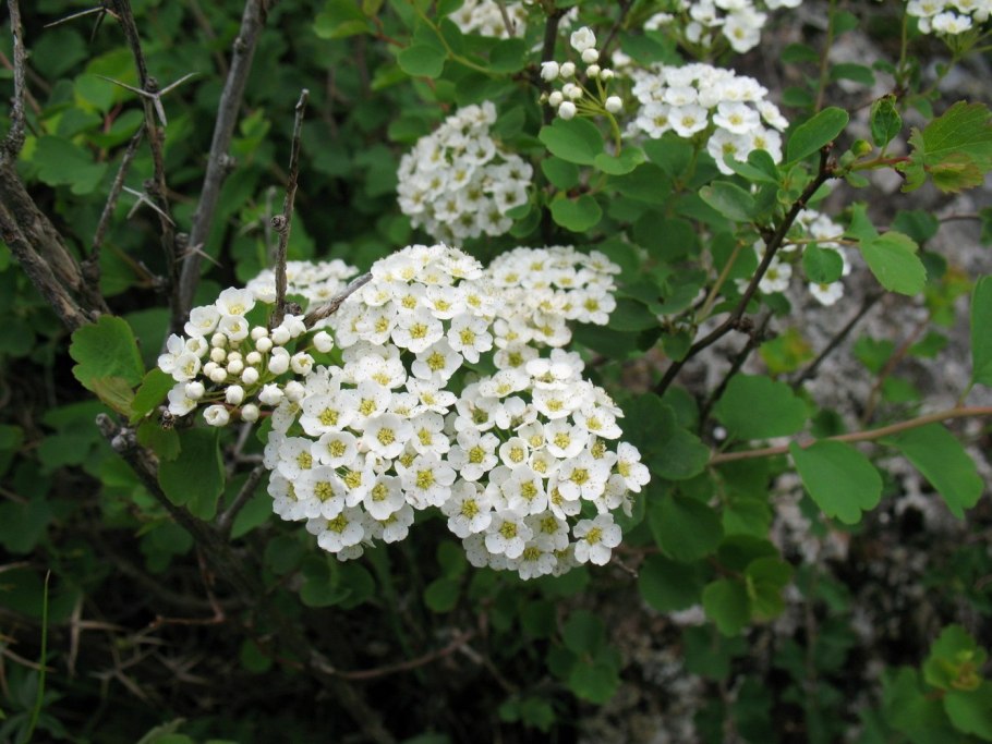 Спирея трёхлопастная Spiraea trilobata