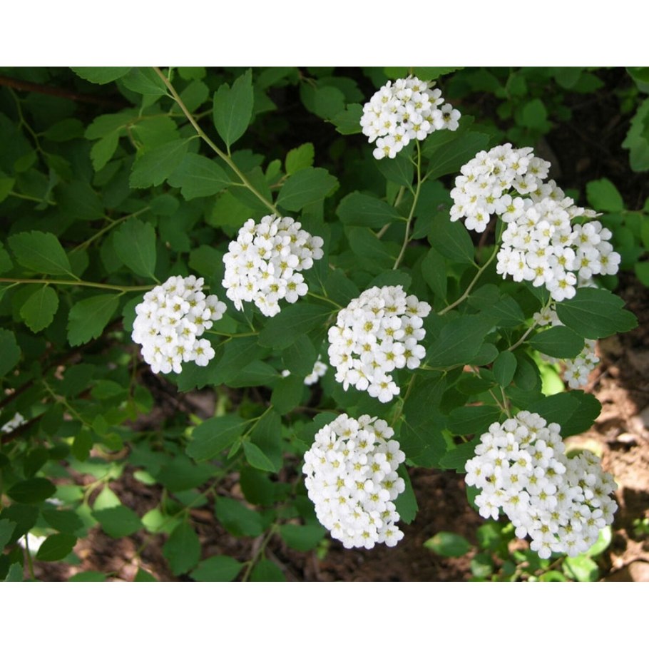 Спирея зигенблут