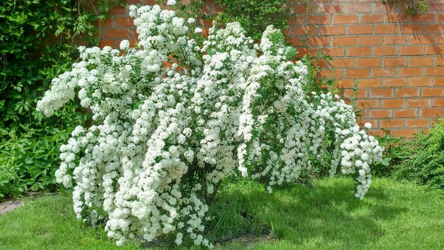 Спирея вангутта