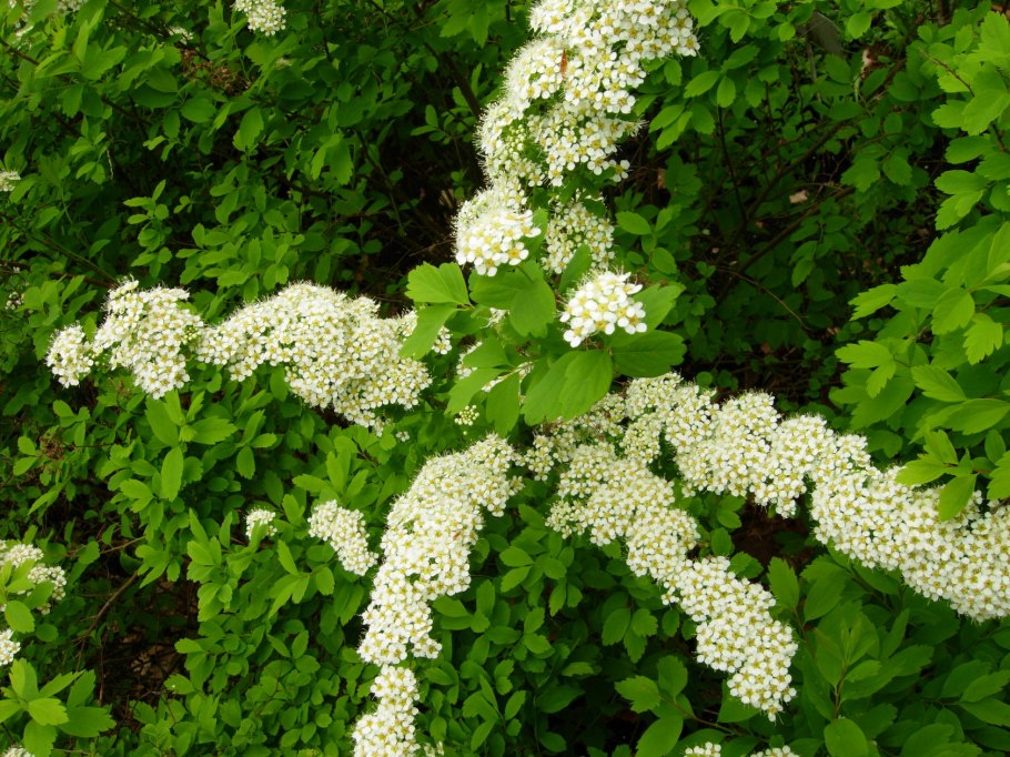 Кустарник спирея белая