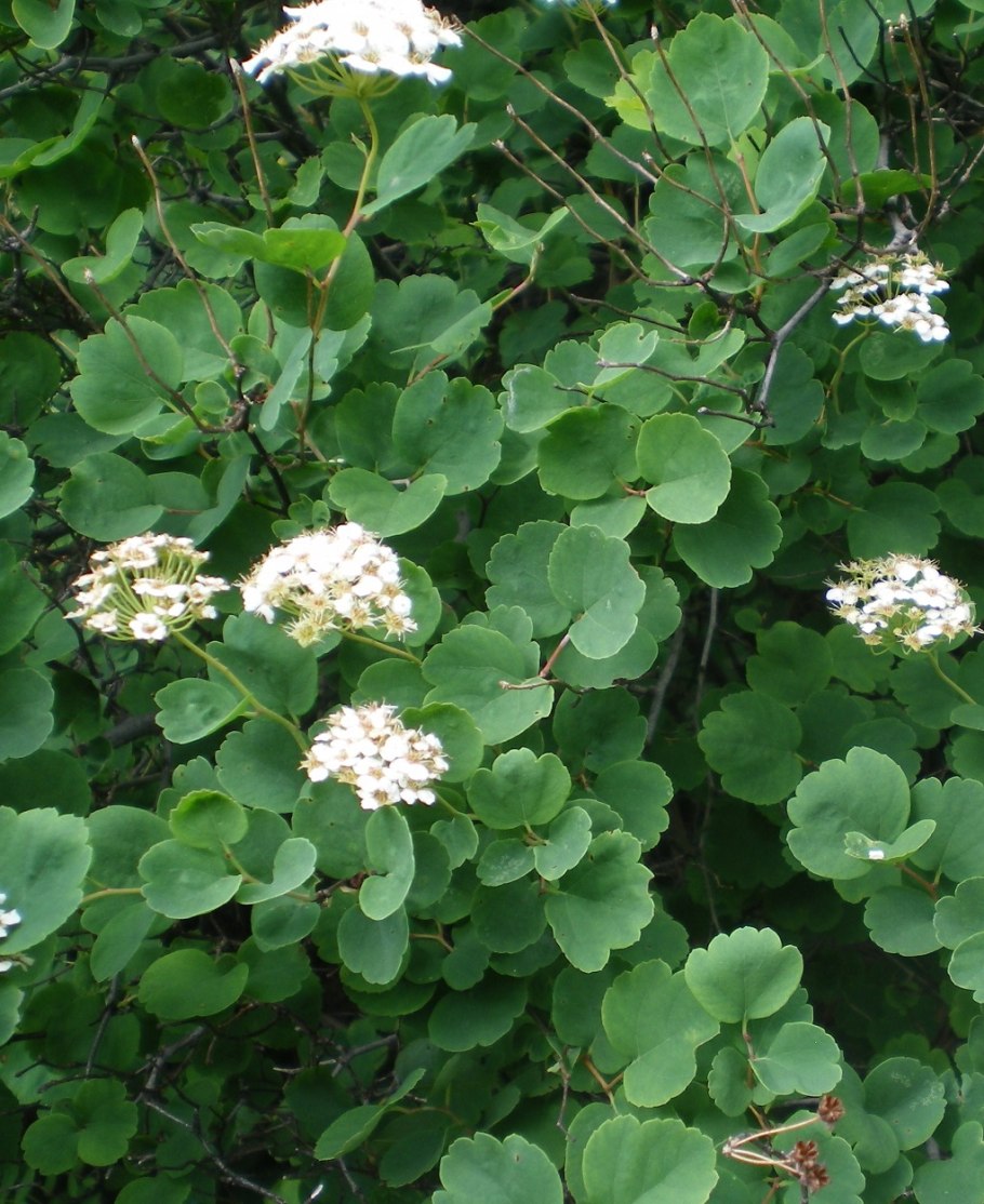 Spiraea trilobata