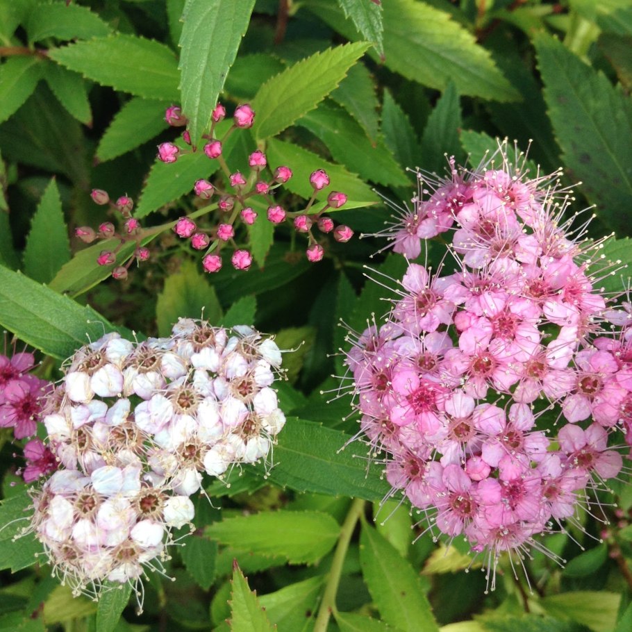 Спирея Тунберга