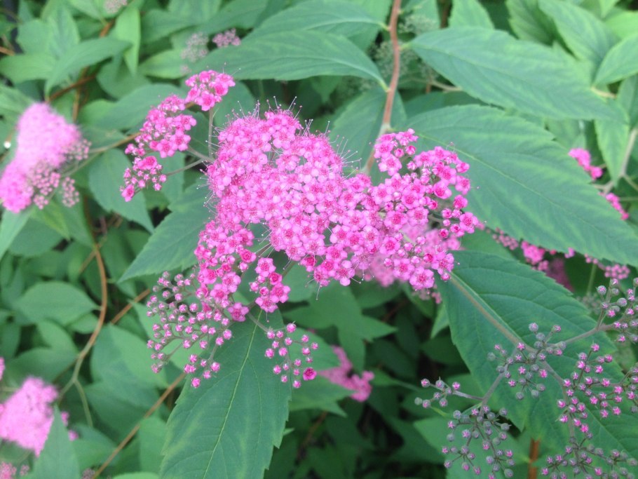 Спирея сережки