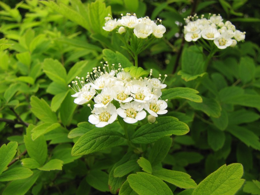 Спирея городчатая