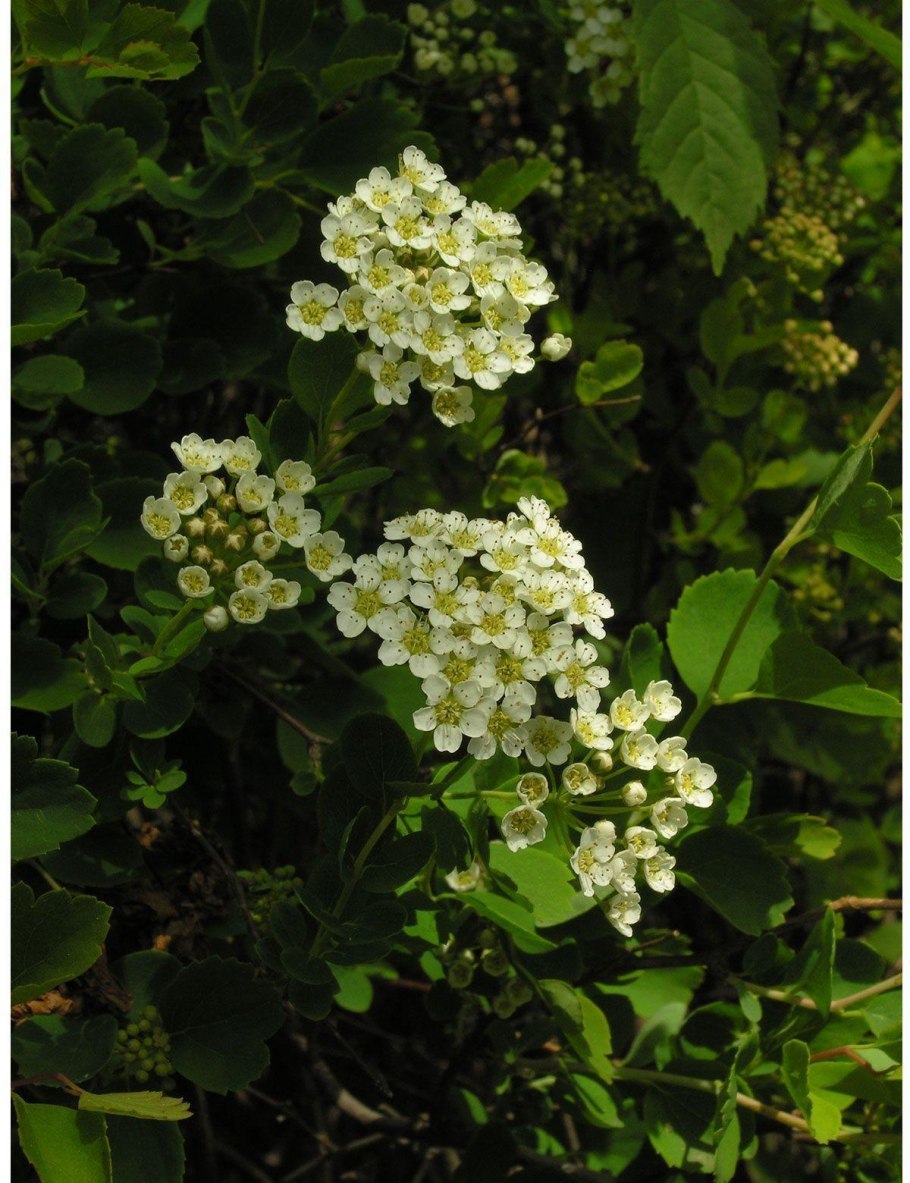 Спирея Трилобата