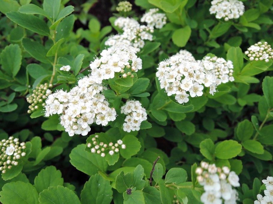 Спирея Ниппон."Рейн БОУ"