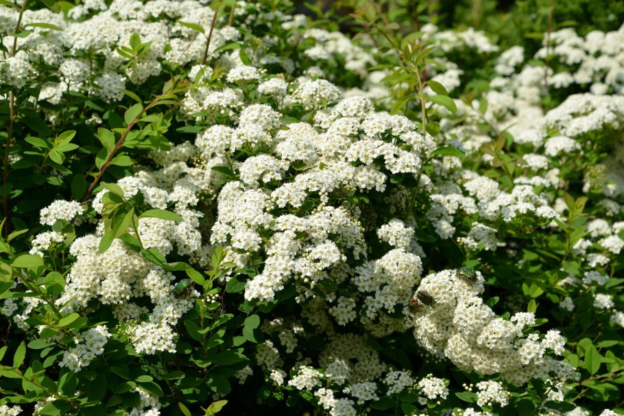 Спирея ниппонская spiraea nipponica