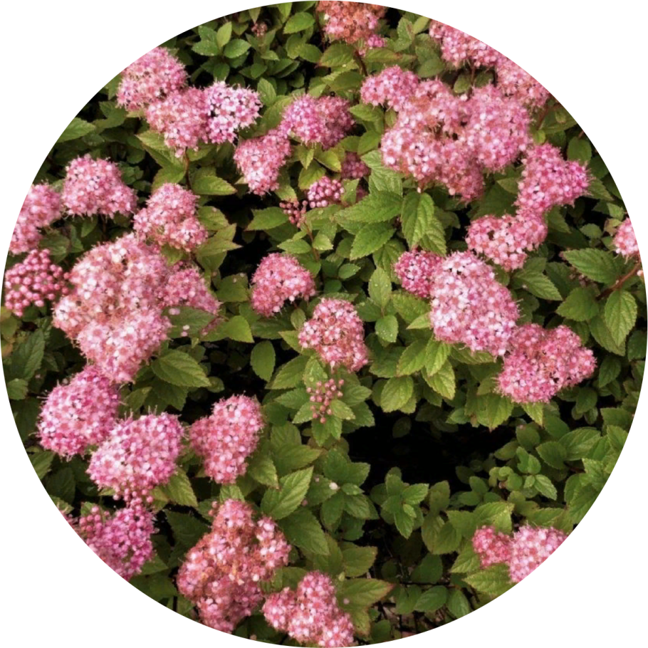 Спирея японская little princess